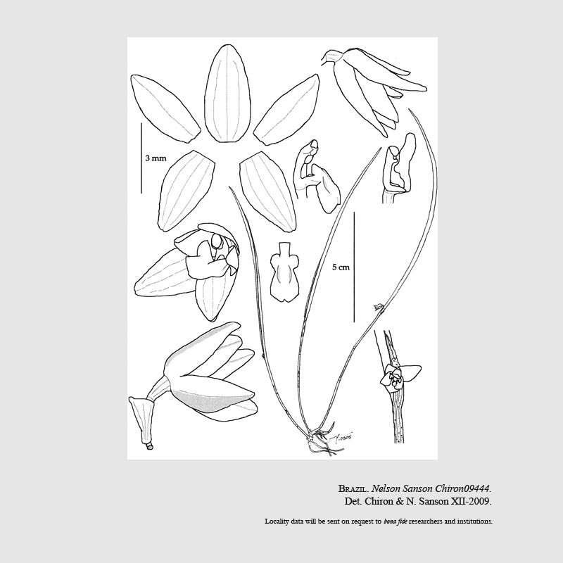 Octomeria sulfurea
